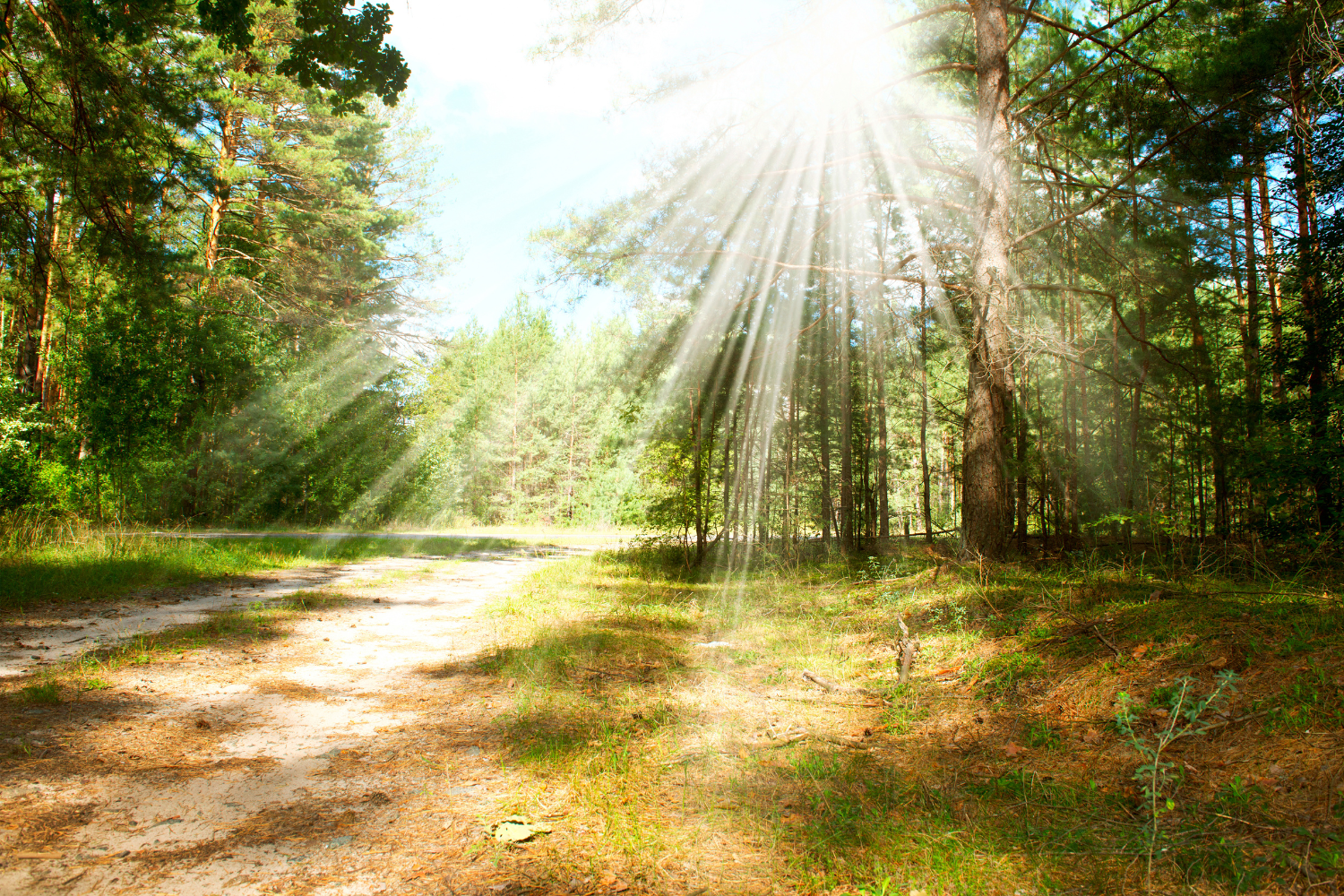 zonnestralen door het bladerendek